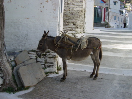 donkey in Kea