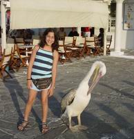 Famous Pelican of Mykonos either Peter or his wife