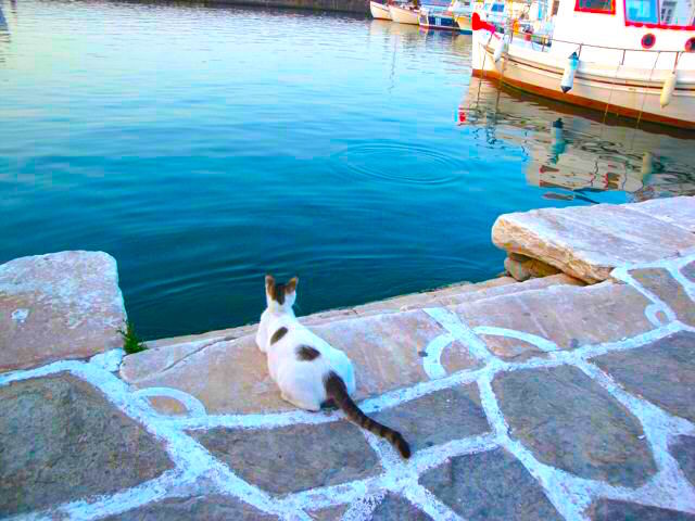 Cat in Naousa, Paros